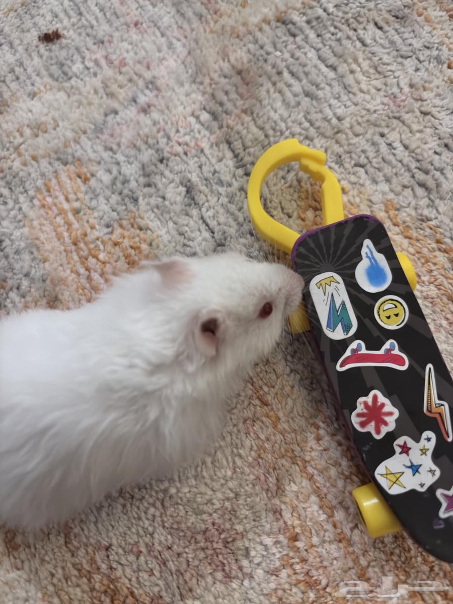 هامستر ذكر وأنثى صحتهم زينه (اول منيجي يجي ياخذ بسعر يبيه64384883593217114