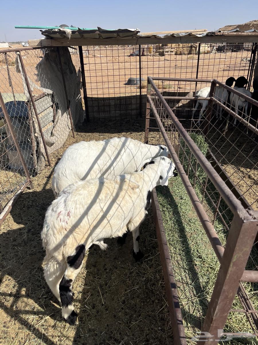 للبيع سواكن جذعان متربي شرط64383732827393110