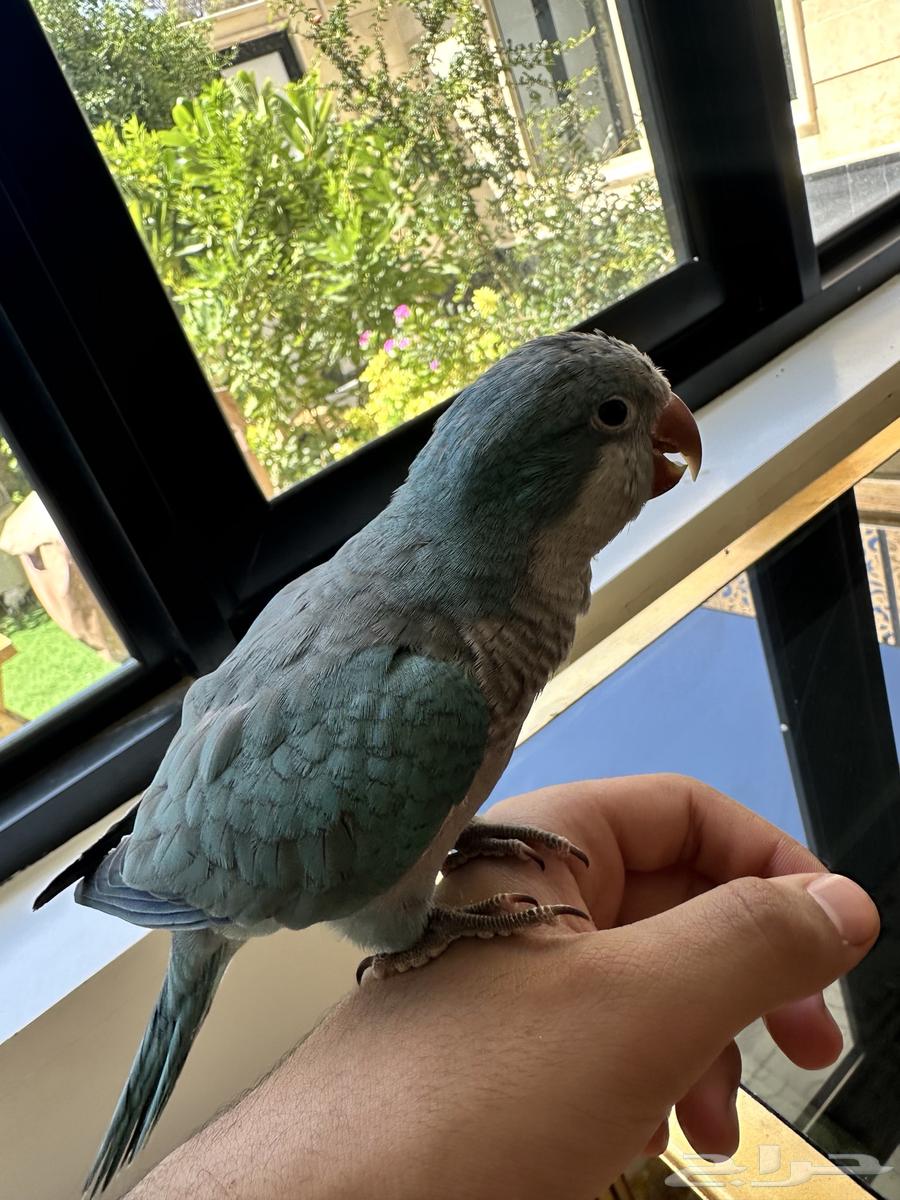 طير الكويكر اليف64381507940738113