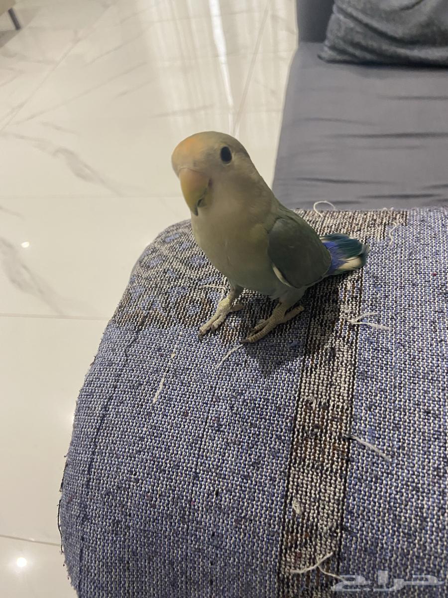 طير روز64386877846018111