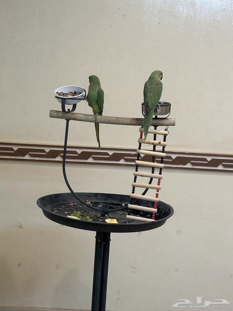 الرياض اليرموك طيور دره للبيع64382362312833111