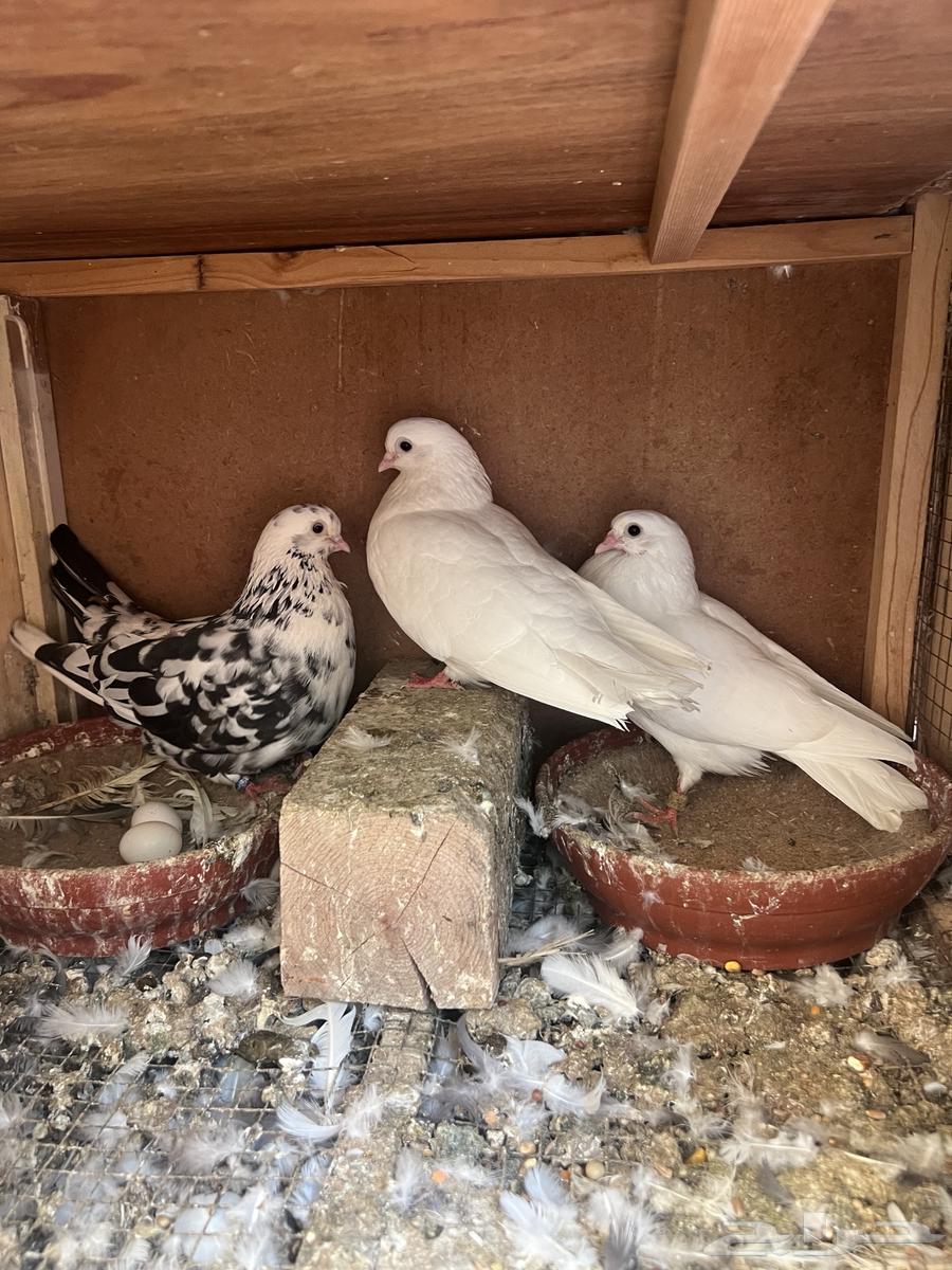 قطايف اجوز وفرايد ذكور واناثي64382776401794110