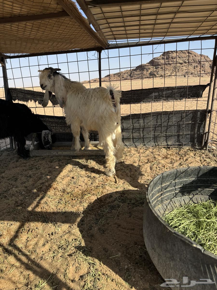 تيس صنف عمره 5 شهور64388729641089112