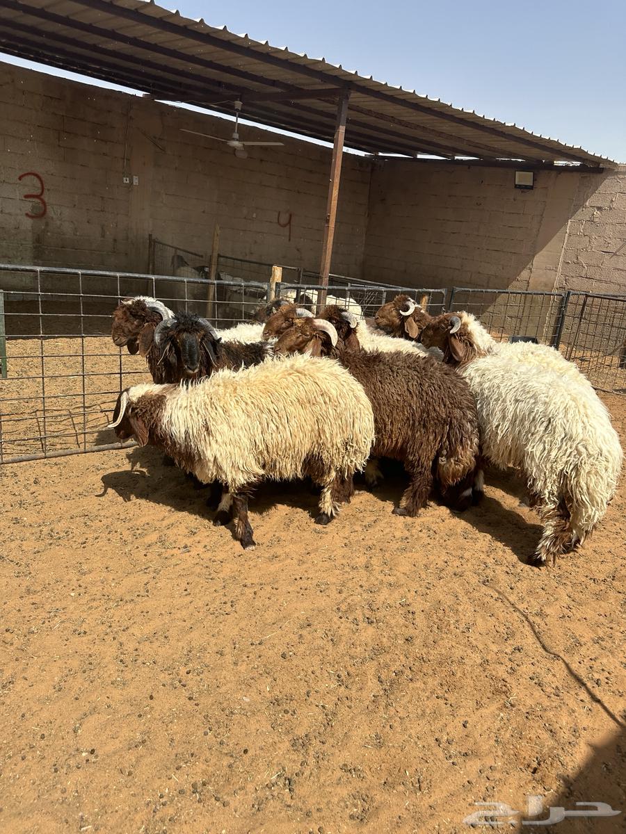 جذعان طليان نعيم64381480435329110