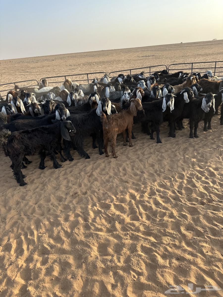 للبيع تيوس64387452991235111