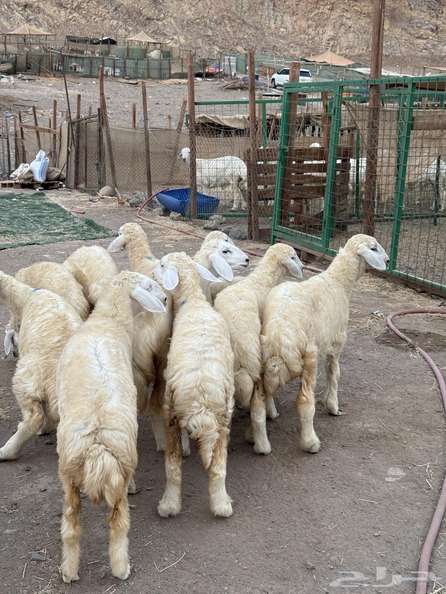 رخال حريه64389502472194110