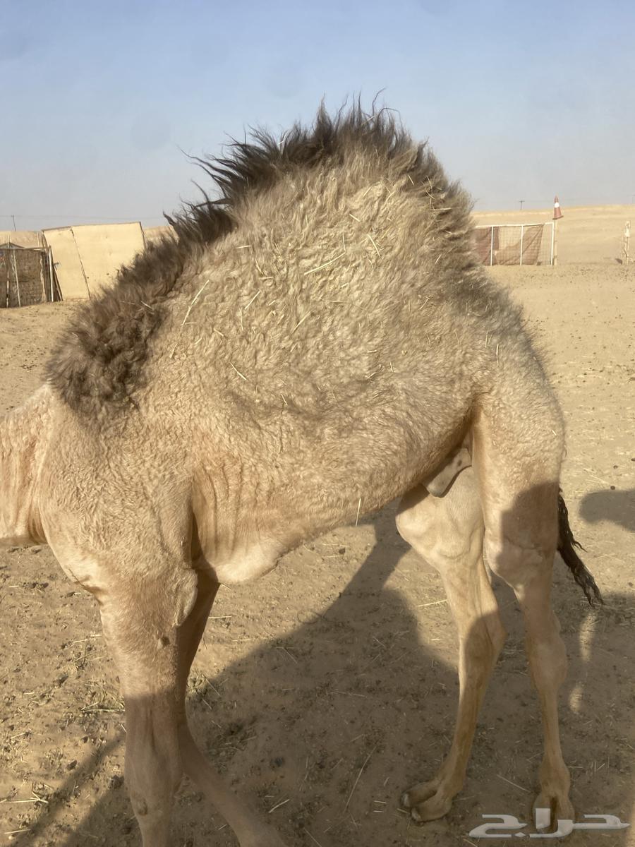 قعود لباني للبيع64387857333763110