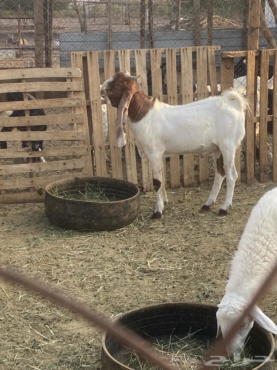 تيس للبيع64383483790466114