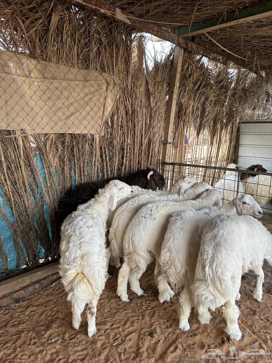 حري للبيع64387159606657110