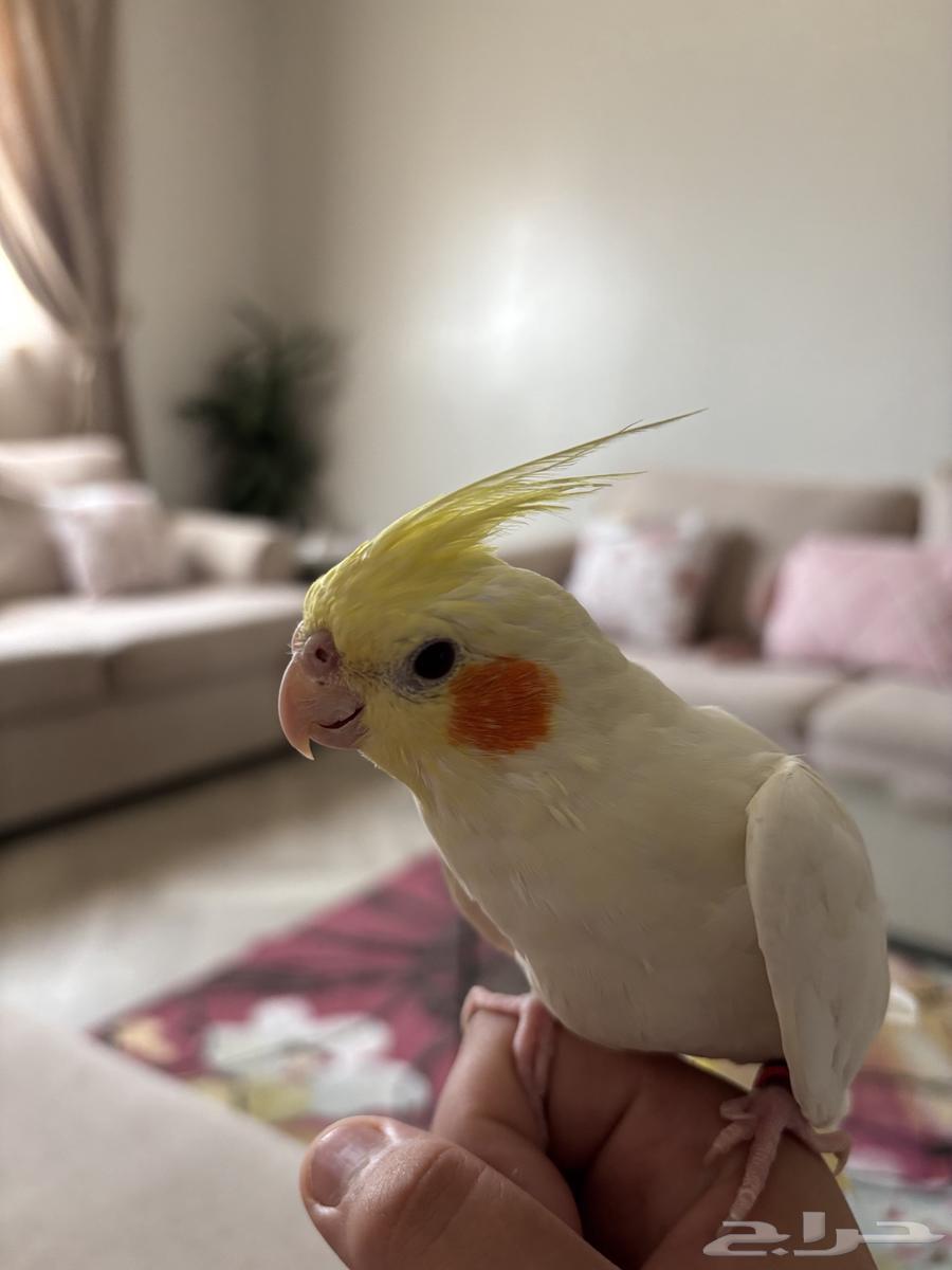 الصنف  كروان لا تينو هدد اليف64383967850498114