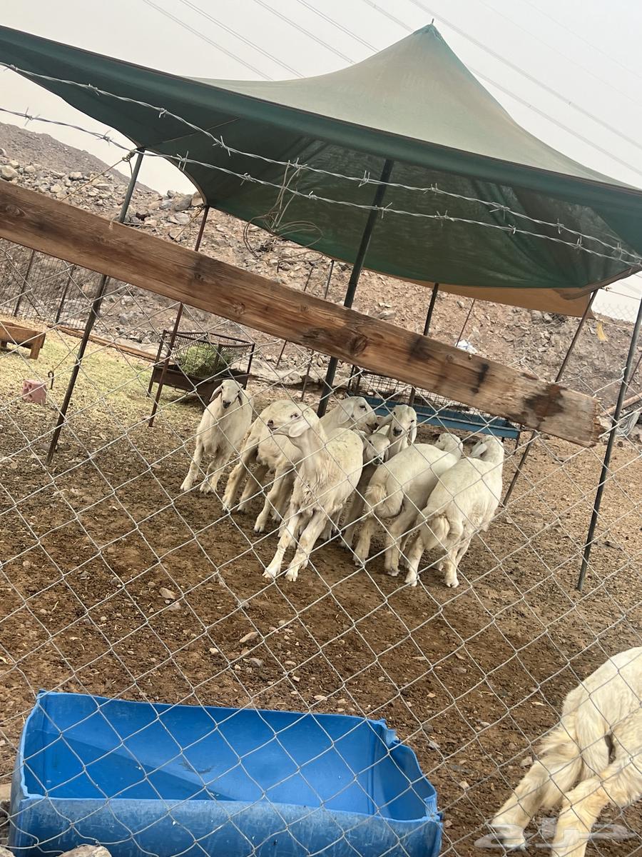 Lamb for Sale Above Average64383011350787111