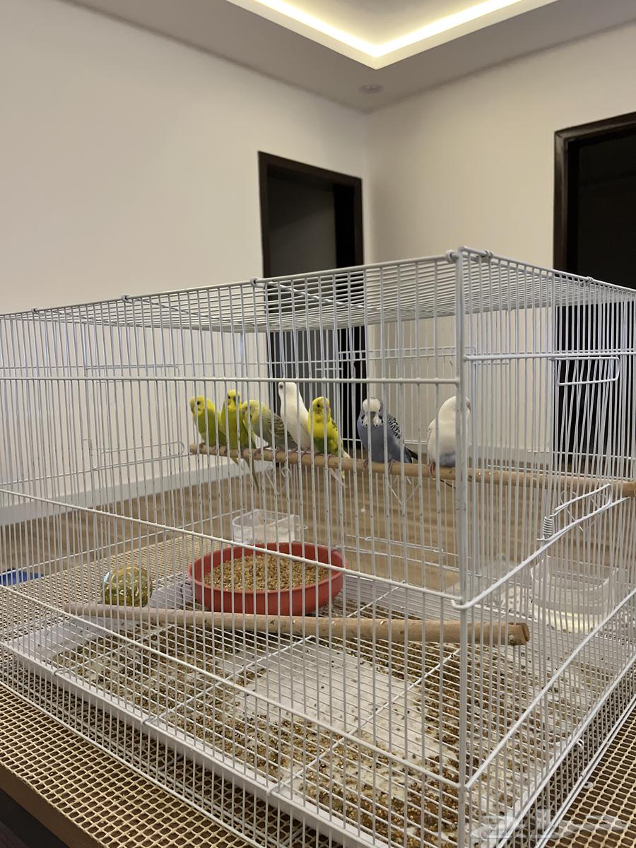 بادجي للبيع64377652234499110