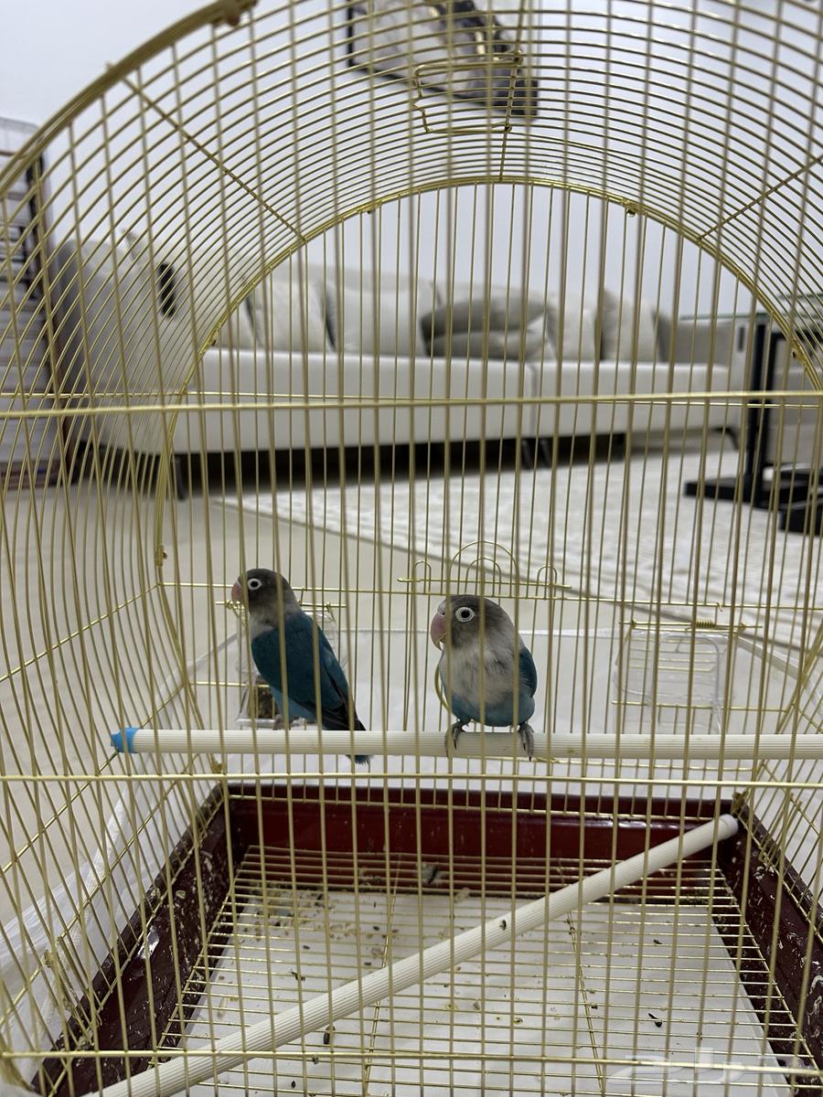 طيور فيش (جوز)64392128049025111