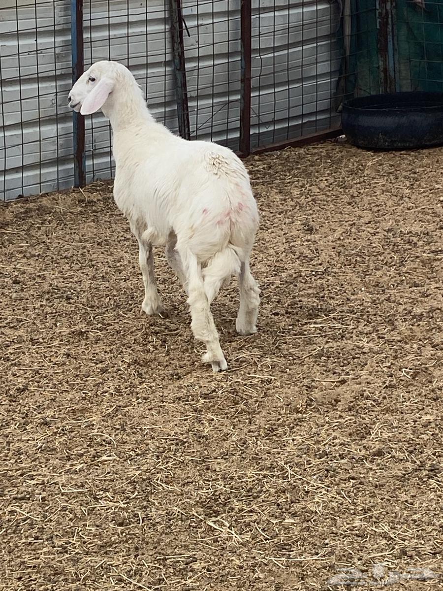 للبيع طلي64385621018115111