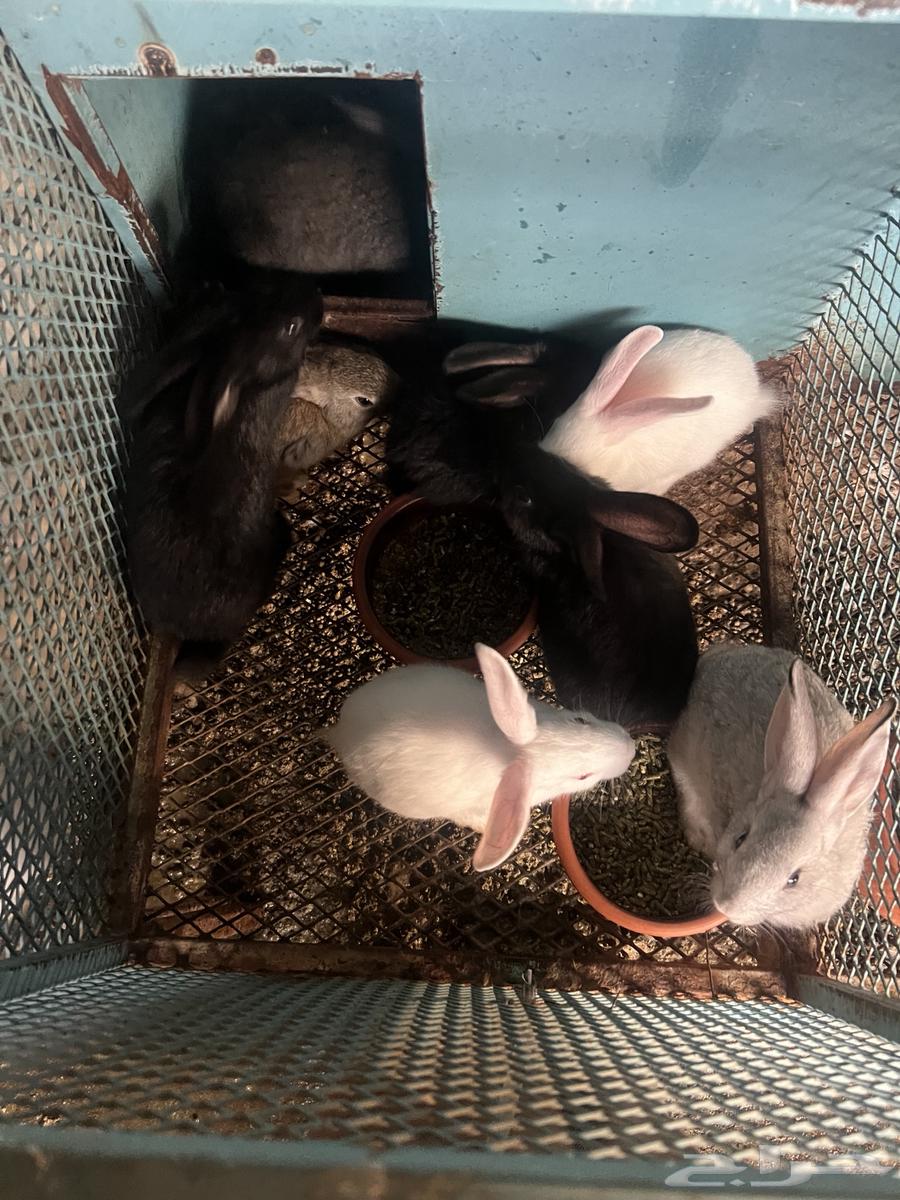 ارانب منتجة للبيع64382749253761110