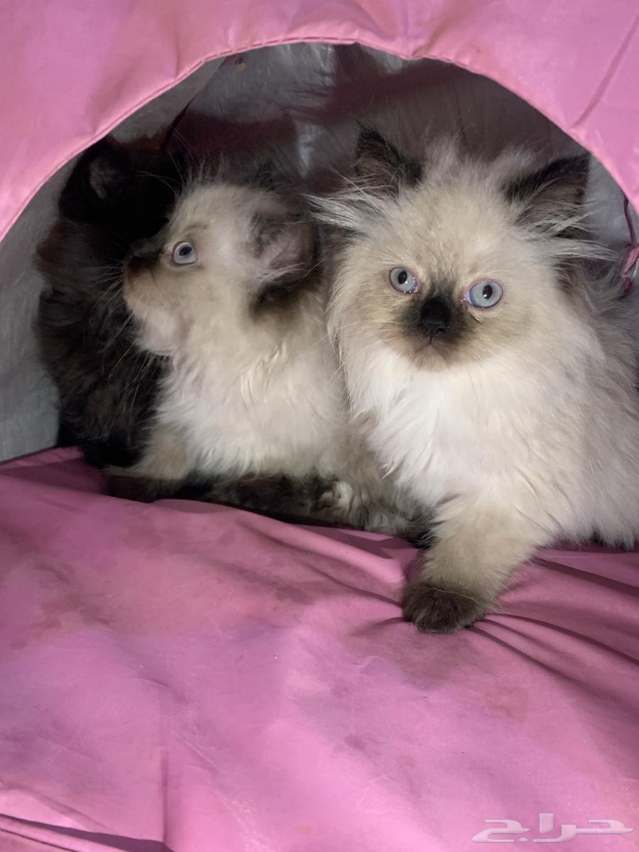 للبيع قطط همالايا   شيزاري64382611020802114
