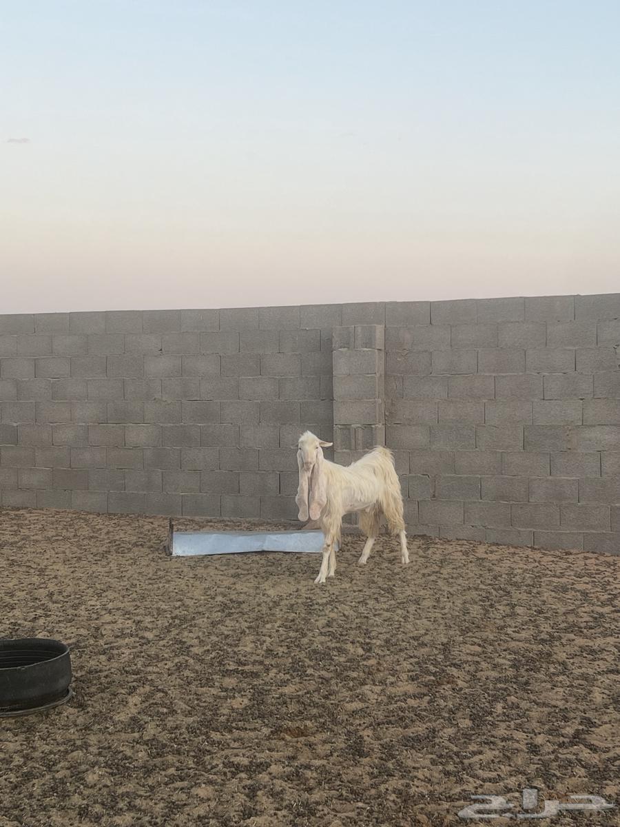 تيس ابيض  للبيع64379645660802110