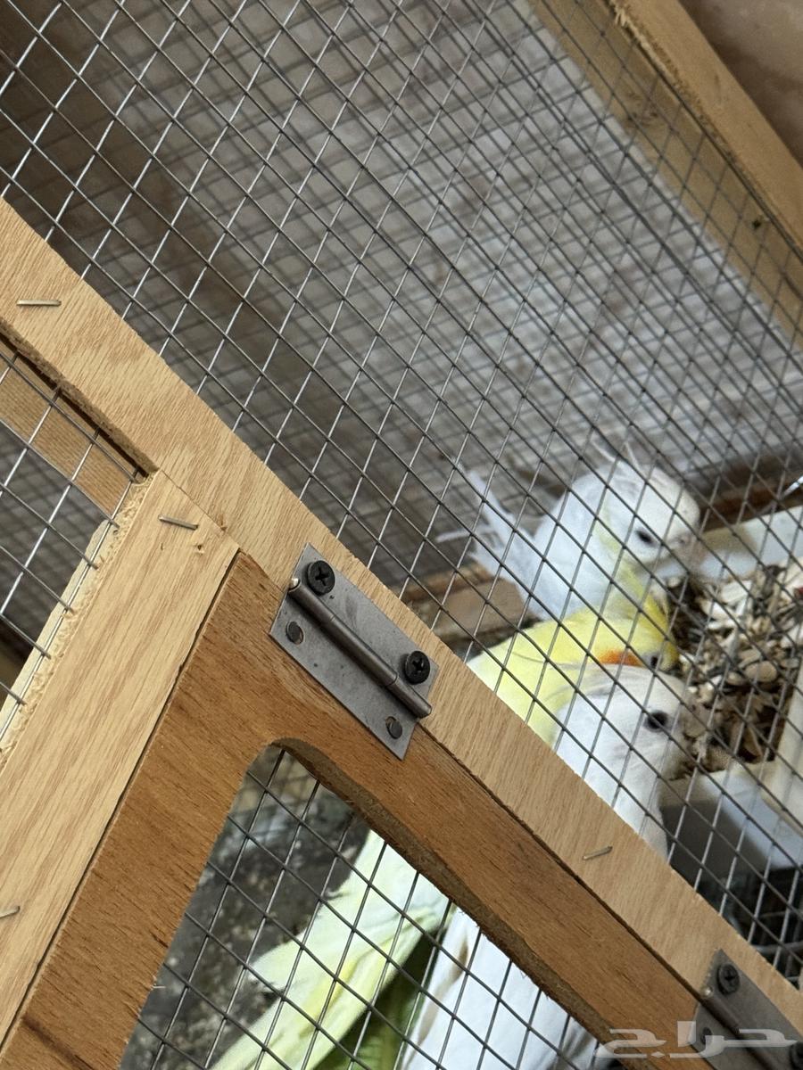 طيور كروان للبيع64382473756418110