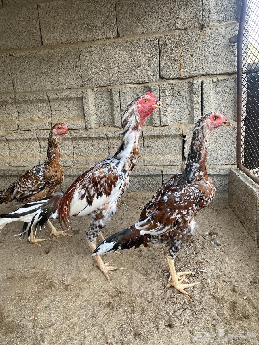 Sindi Set64390692431745111