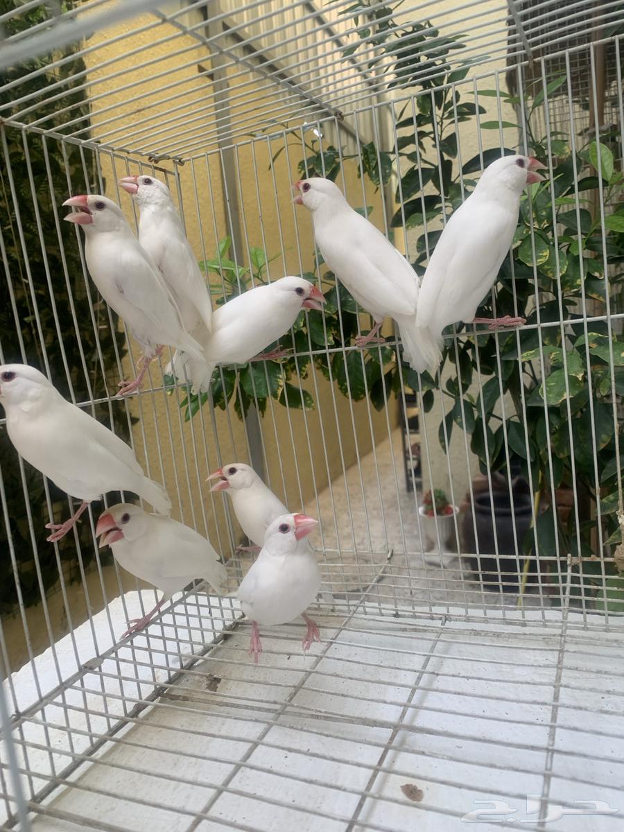 Java Finch White64383994984707113