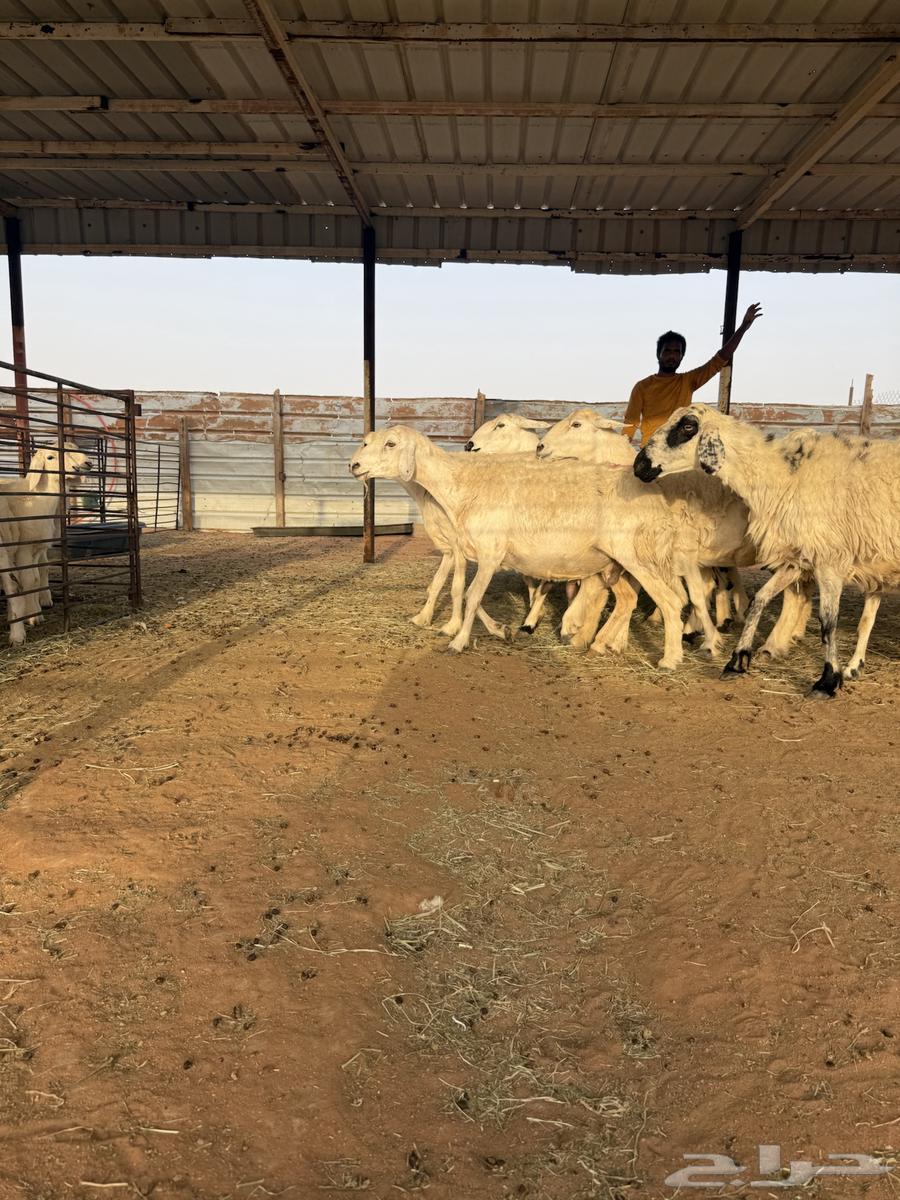 للبيع حريات متابيع64386821943809111