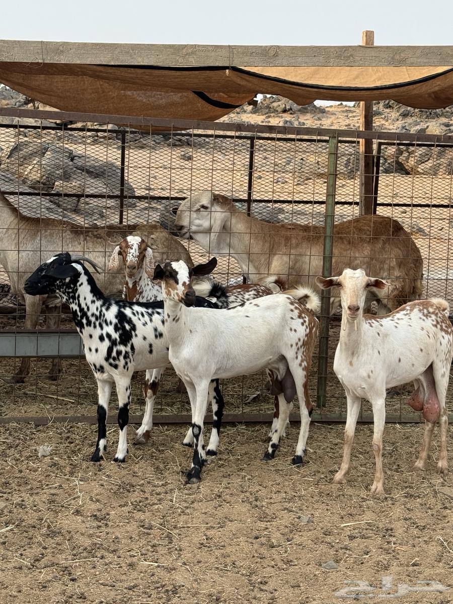 جفار بيشيات ( تم البيع )64379036037761110