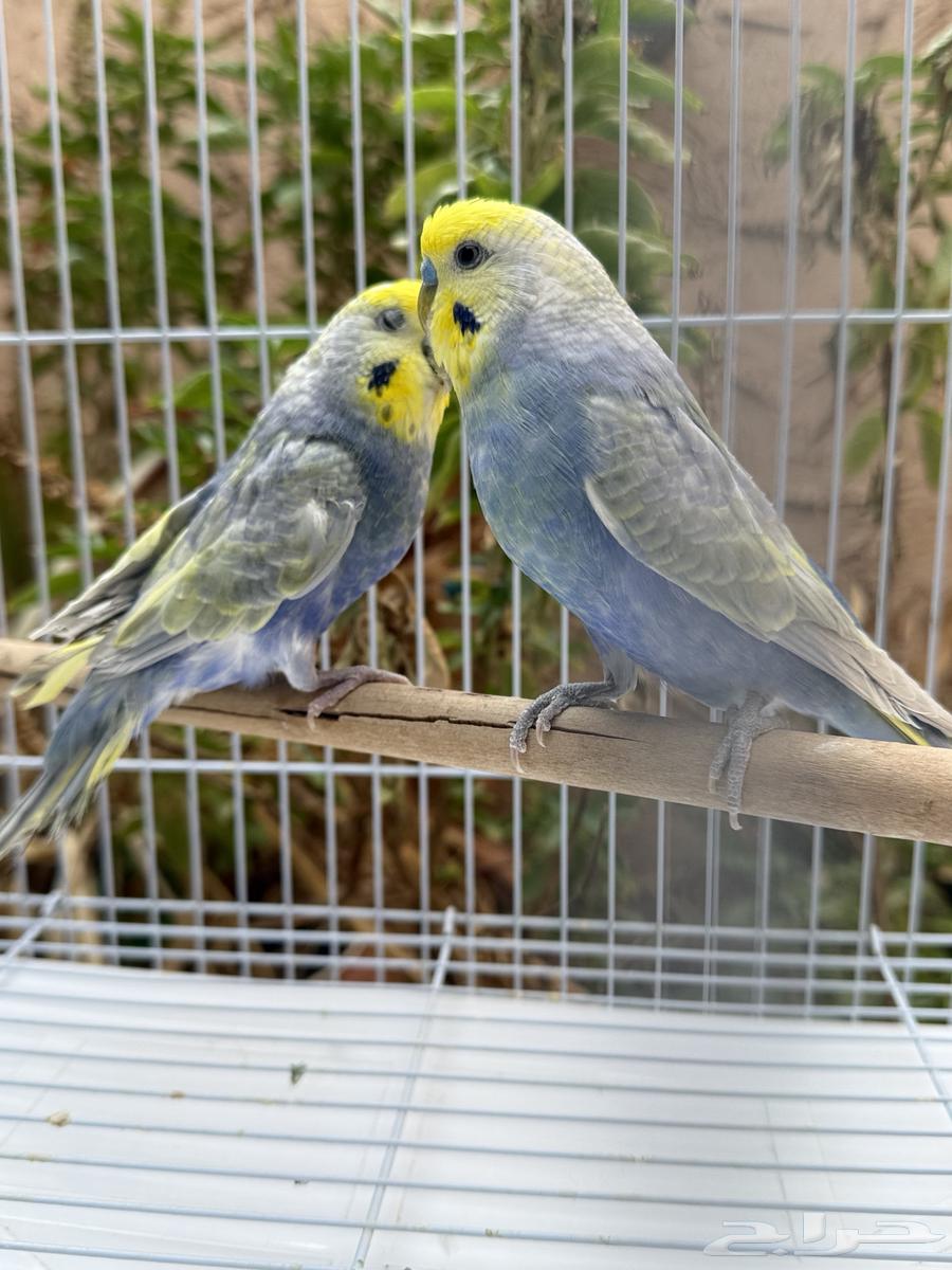 جوز بادجي ريمبو64387662713089114