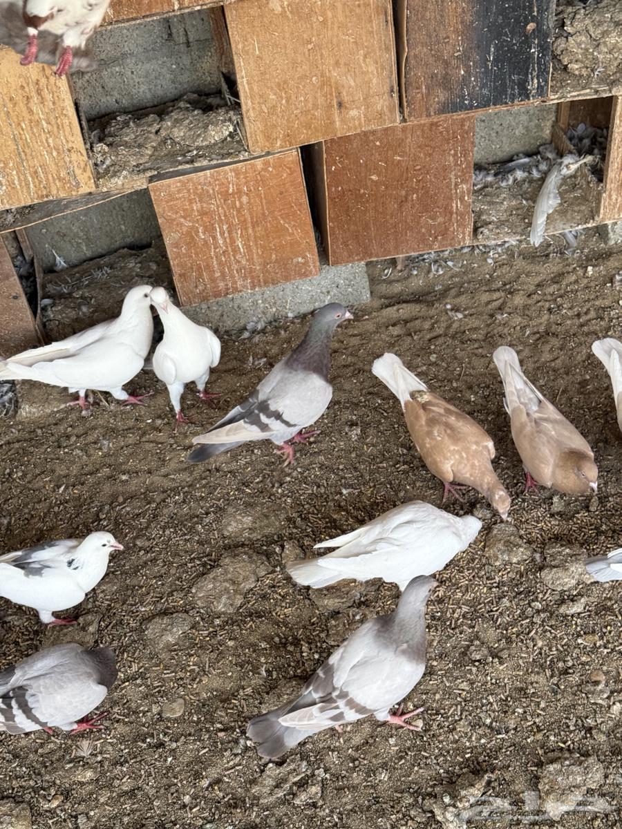 حمام للبيع64386374390274110