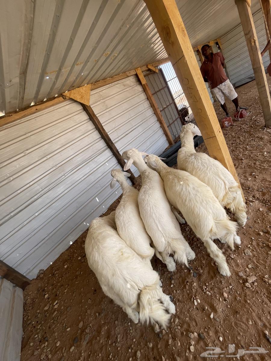 خرفان حري نظيف وطيب64381864459907111