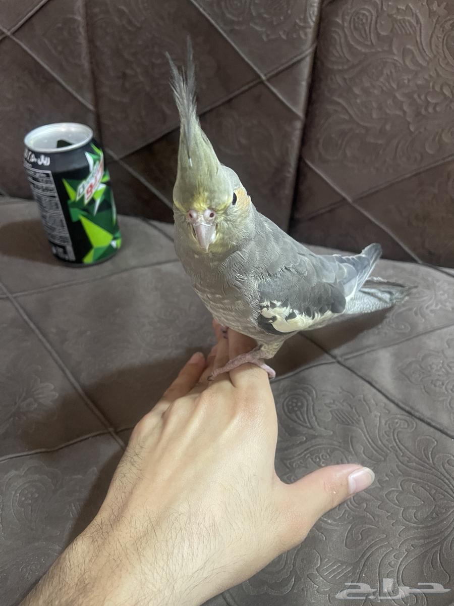 كروان مجهول الجنس64381617025410112