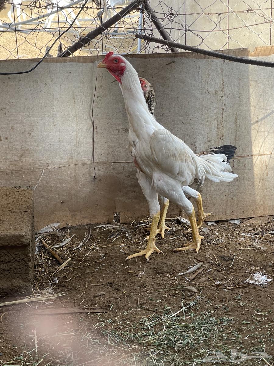 ديك شامو ياباني64381699158530112