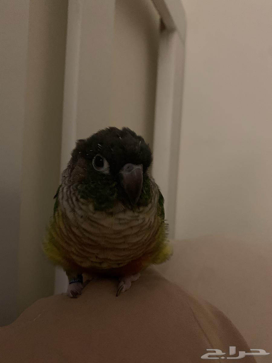 ببغاء كنيور يلو سايد64386431219075111