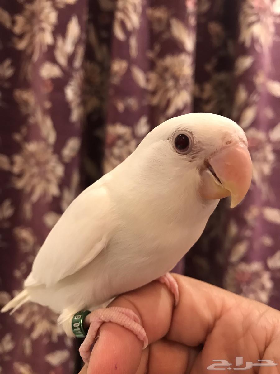 روز البينو64385133615618110