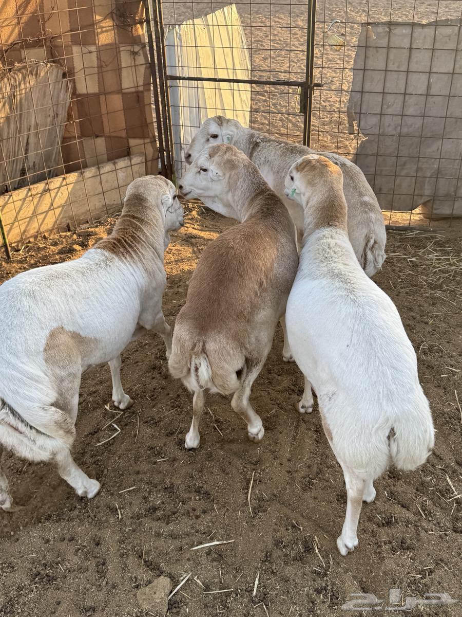Sheep for sale64380042140545111