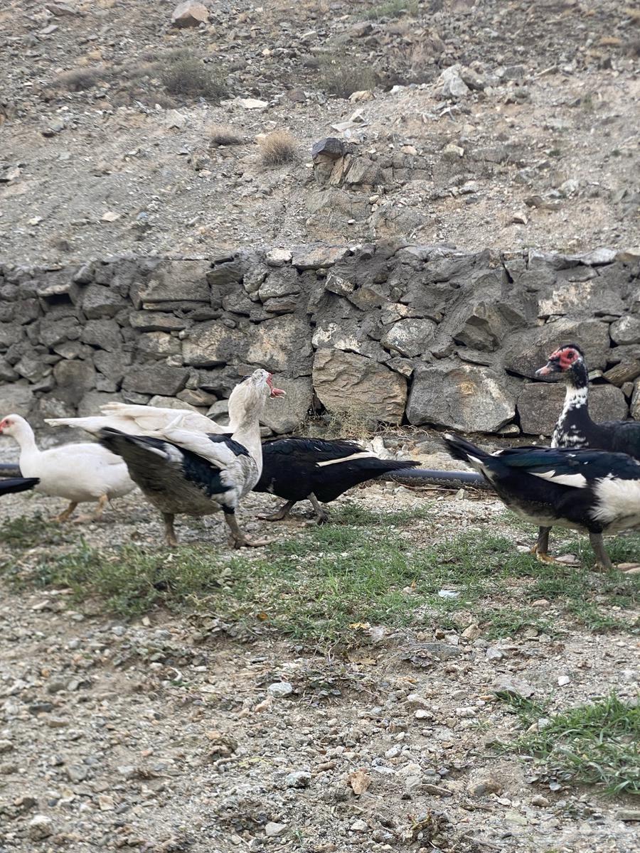 Local Duck (Premium)64388468375939114