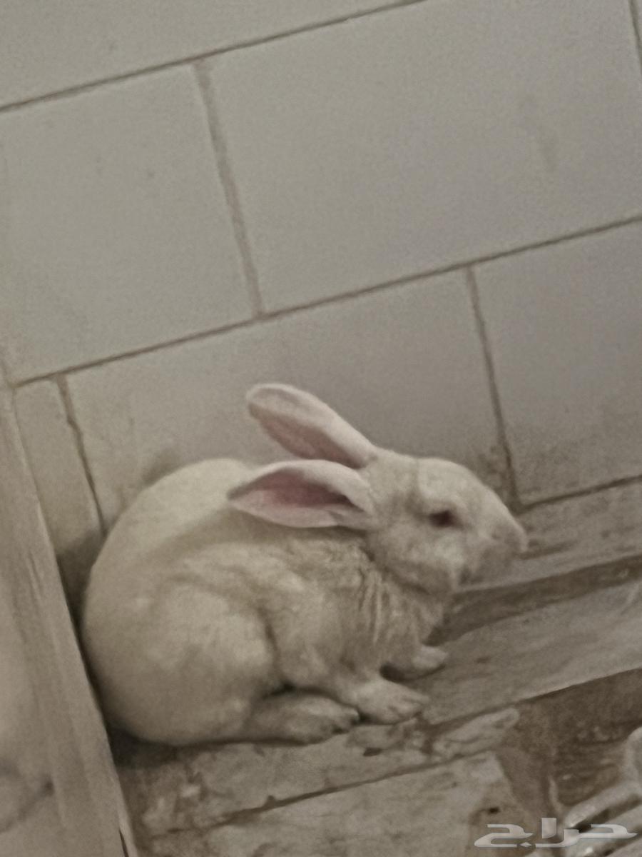 أرنب كبير للبيع علا السوم64386445148802110