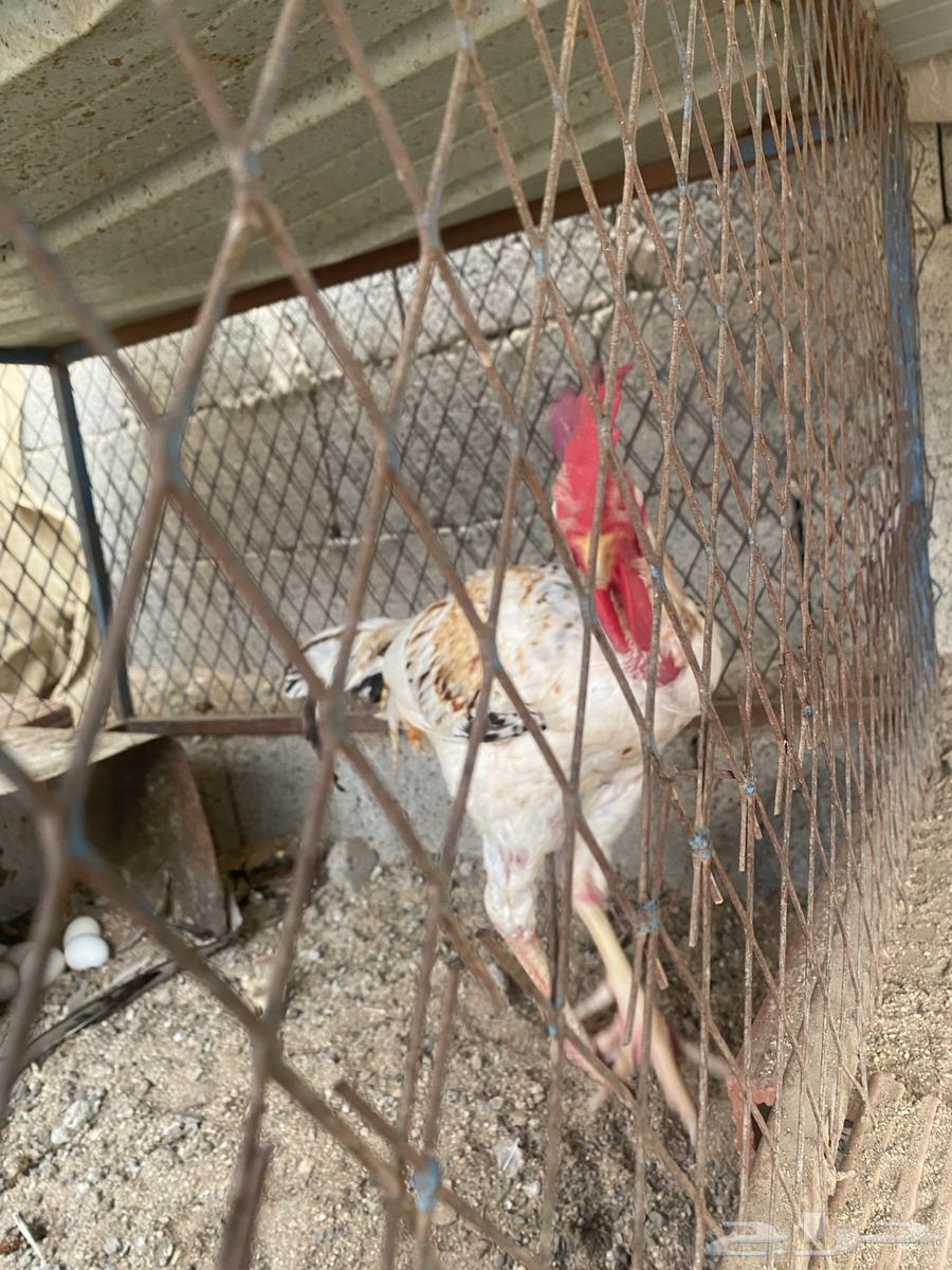 ديك باكستاني للبيع64377389319169111