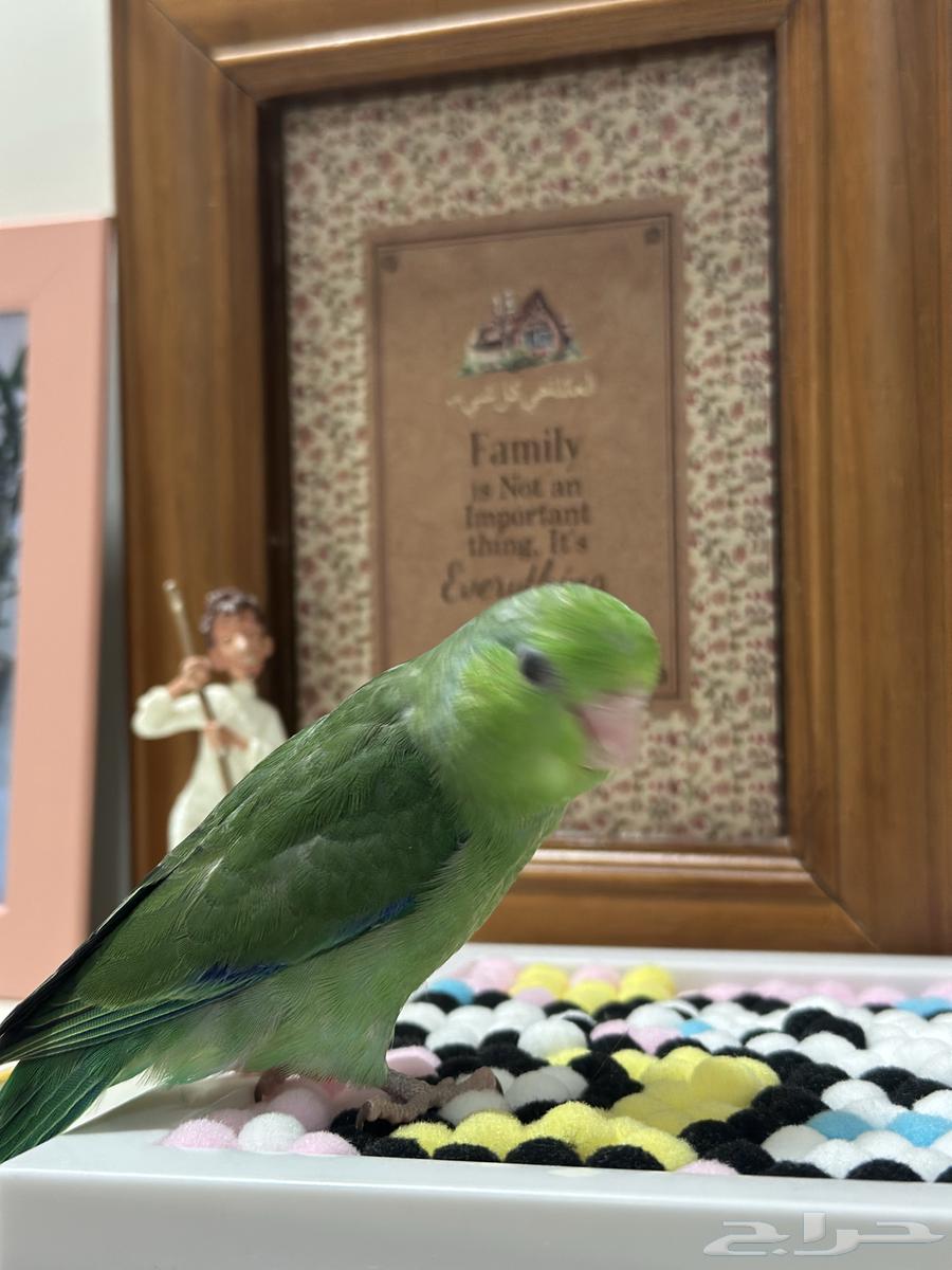 ميني روز بارتوليت64378556555649113