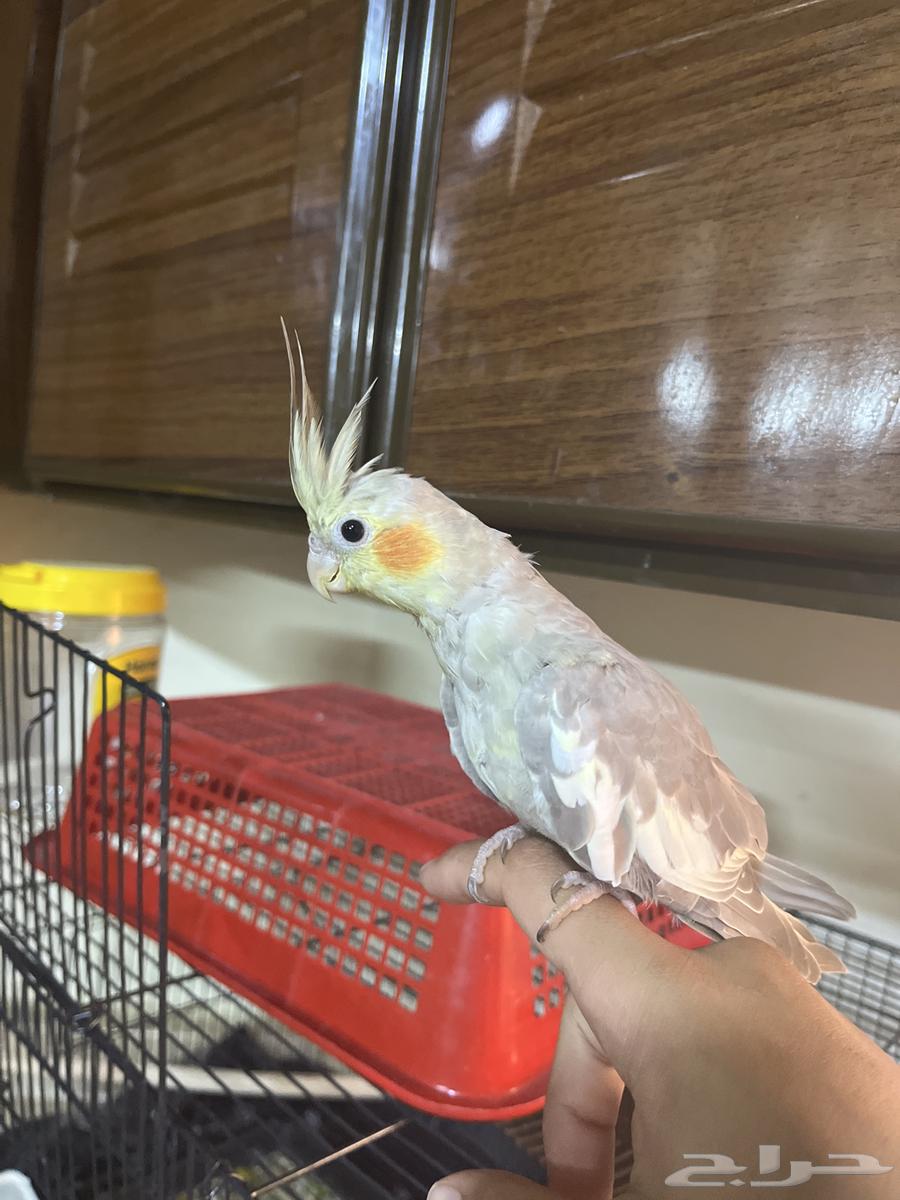 جوز كروان انثى أليفه وذكر خواف شوي64387495057025110