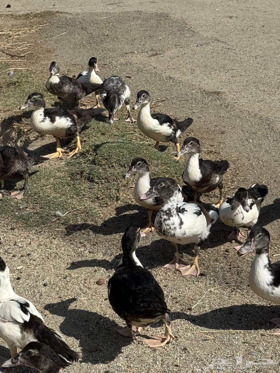 بط مصري ممتاز64381548260226112