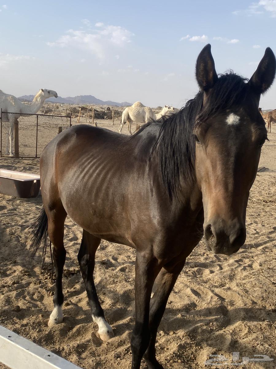 حصان للبيع64377608658563111