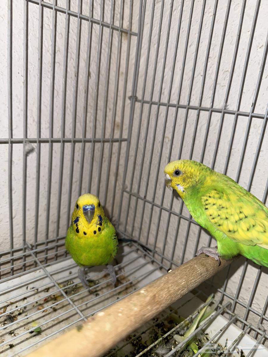 طيور البادجي64381384235394110