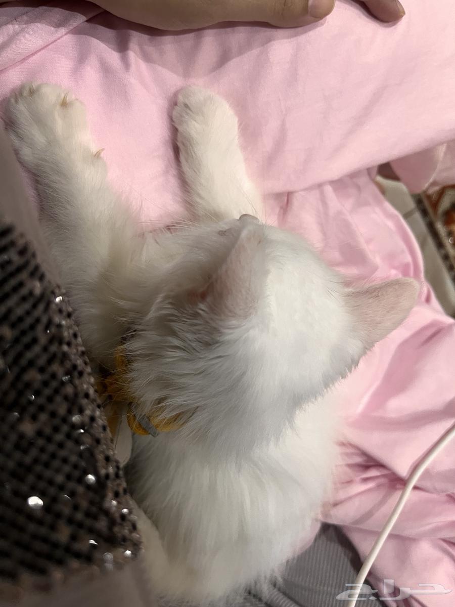 قط شيرازي صغير كتن للبيع64385705196930111