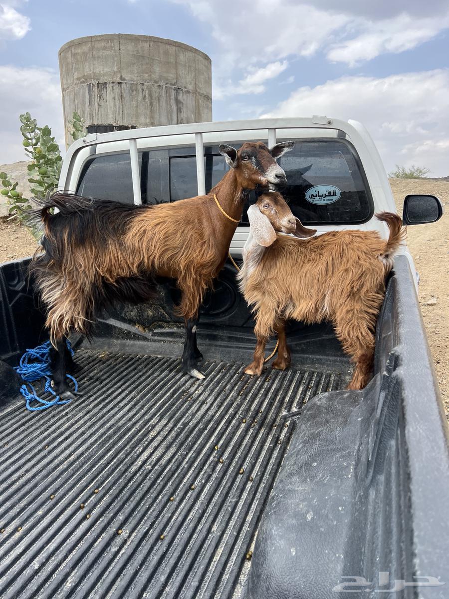 عنز تحتها تيس ذبيحه64385523423745110