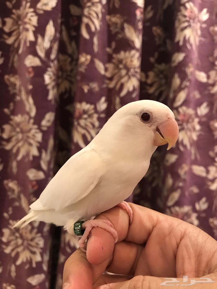 روز البينو64385133615618111