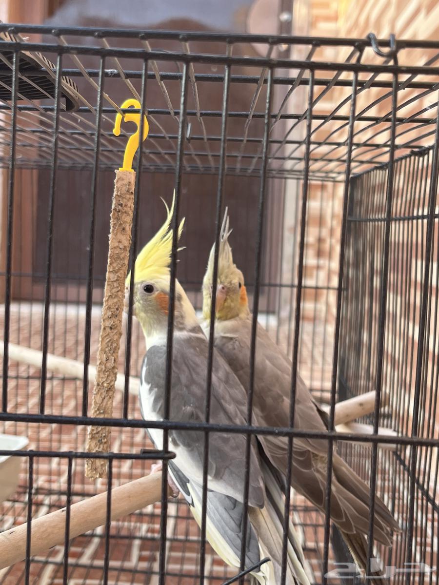 جوز كروان انثى أليفه وذكر خواف شوي64387495057025112