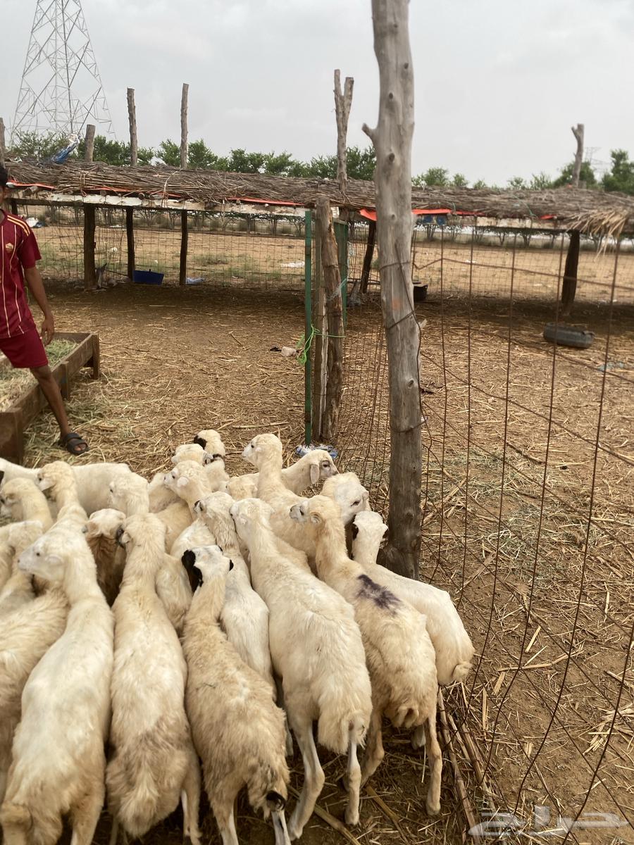 رخال بلدي فاخر64388078995202114