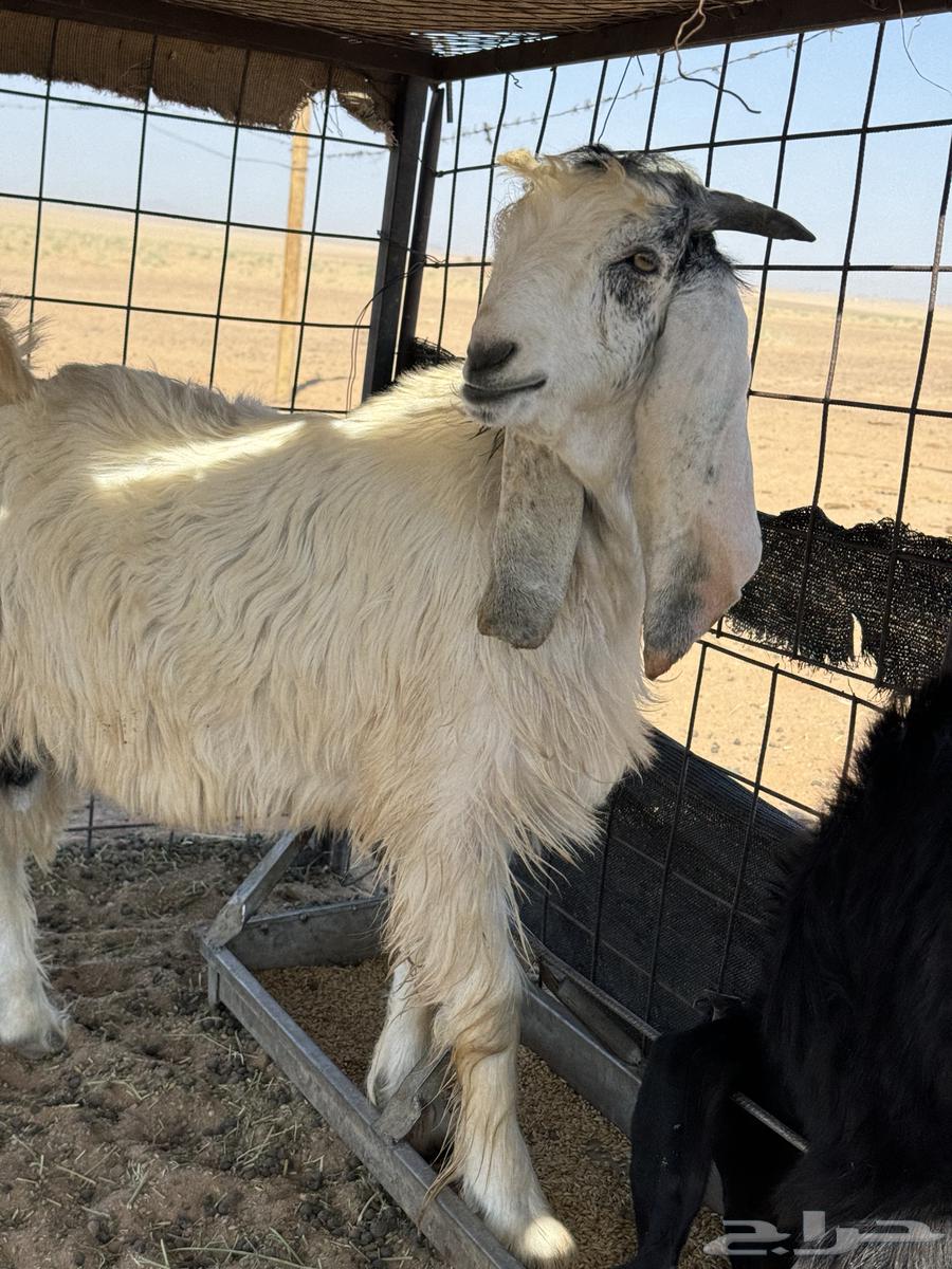 تيس صنف عمره 5 شهور64388729641089113