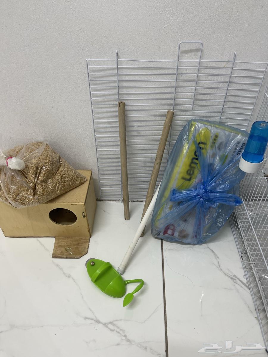 للبيع طيور بادجي64386054480259112