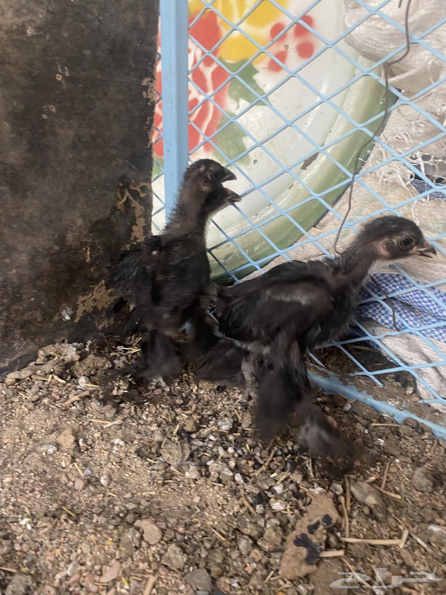 فروخ براهما64389667999617111